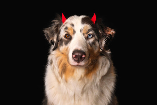 Portrait of Australian Shepherd wearing a funny Halloween headband, rim with red devil horns costume black background real photo