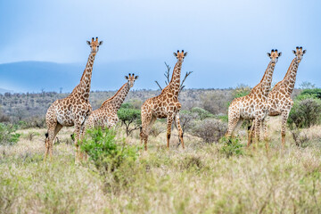 Group of five giraffes standing in open African savanna landscape © fsanchex
