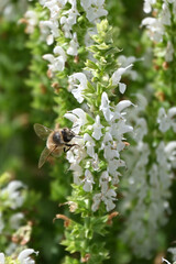 Honeybee drinking nectar from white meadow sage flowers (Salvia nemorosa), capturing natural pollination behavior and delicate blossoms in a summer garden. Closeup of an active pollinator. © PaulSat