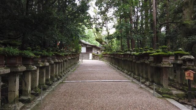 春日大社参道に並ぶ石灯籠と森の風景