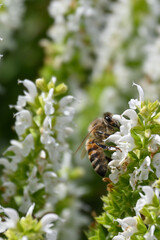 Honeybee drinking nectar from white meadow sage flowers (Salvia nemorosa), capturing natural pollination behavior and delicate blossoms in a summer garden. Closeup of an active pollinator. © PaulSat