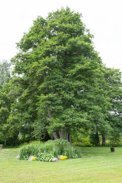  Grauerle Alnus glutinosa im Schlo&szlig;park von Aluksne Lettland