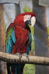 Red macaw parrot in a cave. © Carmen