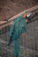 Macaw parrot in a cave. © Carmen