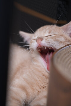 A ginger kitten tilts its head back while yawning. The vertical frame includes a cream chest beneath an open mouth and pink tongue beside a brown object.