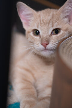 A ginger kitten looks toward the camera beside a curved object. The vertical view includes a cream foreleg below amber eyes and a pink nose against black tones.