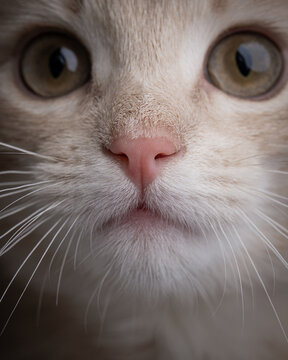 A ginger kitten faces the camera in a tightly cropped closeup. A pink nose sits between amber eyes above a white muzzle with long whiskers in a vertical frame.