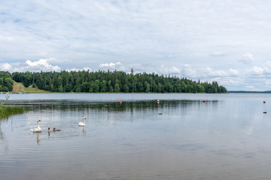 Schwanenfamilie mit Jungtieren am Ufer des Aluksne See mit Blick zum Aussichtsturm auf dem Tempelberg