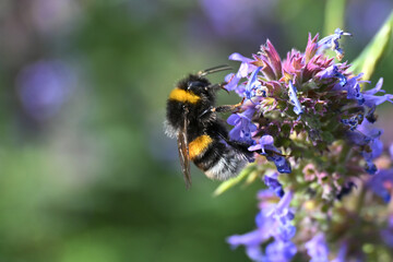 Bumblebee collecting nectar from violet blue catmint flowers, Nepeta cultivar Neptune, in a garden. Closeup of a pollinating insect on delicate blossoms surrounded by lush green foliage. © PaulSat