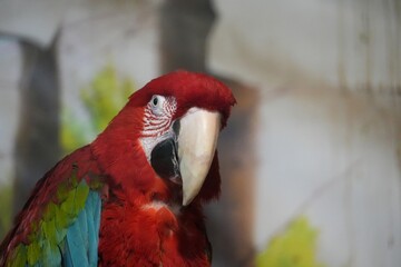 Red macaw parrot in a cage. © Carmen