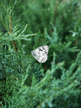 A black and white butterfly rests on a green evergreen branch. The butterfly's wings are open, showing a intricate pattern of black and white.