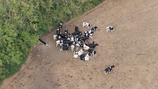 Aerial View of a Holstein Cattle Herd Grazing in a Rural Farm Pasture