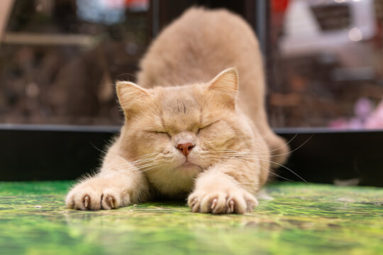 Cream cat stretching with eyes closed on green surface