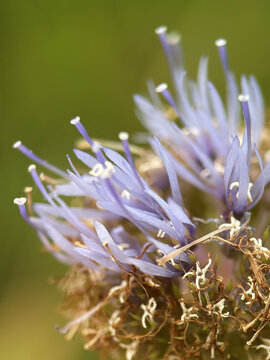 Macro photo of a Jasione montana flower showcasing delicate purple petals, prominent stamens, and intricate floral texture against a soft blurred green background.