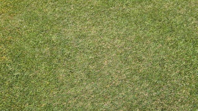 green grass background