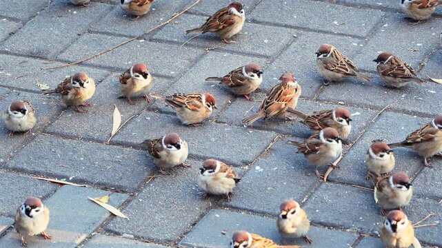 Top-down view of tree sparrows feeding on paved ground in golden hour light