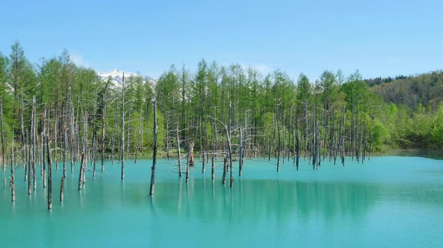 Shirogane Blue Pond with Dead Trees and Mount Tokachi, Biei, Hokkaido, Japan