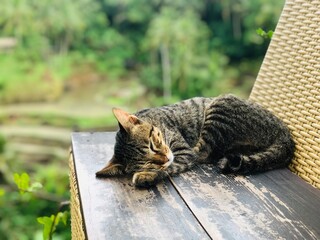cat in the garden © indra