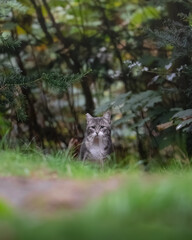 Housecat in the forest  © Jonas