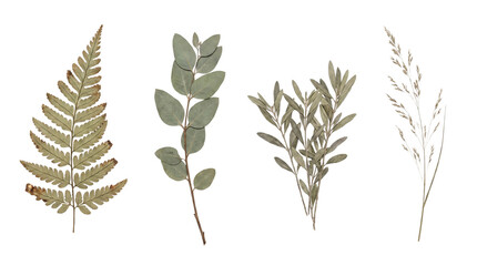 Dried botanical specimens including fern eucalyptus and grasses arranged during studio lighting isolated on transparent background © Rakib