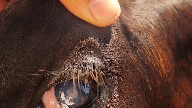 Cow&rsquo;s eye showing infectious bovine keratoconjunctivitis (IBK), keratitis, and corneal opacity for veterinary ophthalmology, animal health, livestock disease, clinical diagnosis, and medical research.