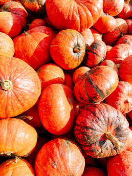 Pumpkins form a pile with their stems facing the camera. Sunlight falls across red and orange skins marked by dark green stripes.