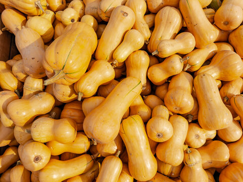 Butternut squash forms a pile with curved necks and rounded bases. Tan skins overlap across a horizontal view with short stems and small surface marks.