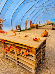 Fototapeta premium A pallet table displays a pumpkin and decorative leaves. Red and orange foliage lies on a plank surface beneath the curved ribs of a tunnel shelter.