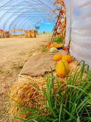 Fototapeta premium Pumpkins rest on straw beside the wall of a tunnel shelter. A brown cloth covers a bale beside green grass beneath curved metal ribs.