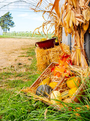Fototapeta premium Corn stalks stand beside a straw bale and a crate of gourds. Green grass surrounds yellow skins at the edge of a tunnel opening facing a field.