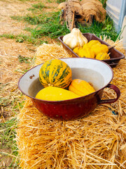 Fototapeta premium A bowl of gourds stands before a tray on a straw bale. Yellow skins and green stripes appear inside a red vessel beside grass and a tunnel wall.