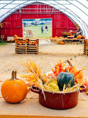 Fototapeta premium A pot of gourds and straw stands beside a pumpkin. A green squash rises among orange floral decorations with a red doorway behind the table.