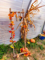 Fototapeta premium A decorated ladder leans against the wall of a tunnel shelter. Orange leaves wind around the rungs beside corn stalks with gourds at the base.