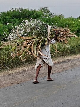  Indian Farmer Carrying Bundle of Fodder Grass on Shoulder Walking on Rural Village Road