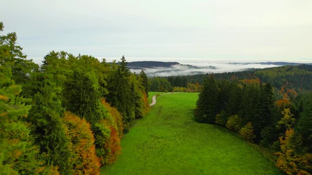 Flug &uuml;ber herbstlichen Nebelwald