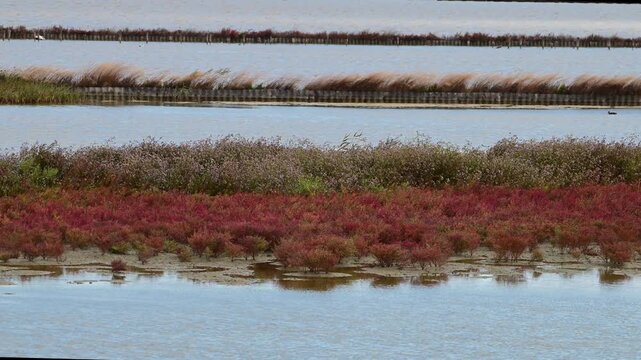Vibrant red glasswort and halophyte plants grow across saline wetlands and salt pans divided by wooden dikes under bright daylight
