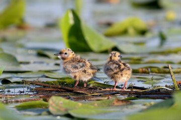 Two Whiskered Tern (Chlidonias hybrida) chicks standing on floating water lily stems in a wetland. © VOLODYMYR KUCHERENKO