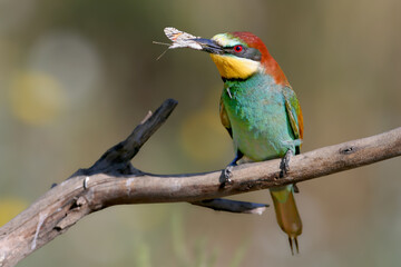 Obraz premium European Bee-eater (Merops apiaster) perched on a branch holding a butterfly in its beak.