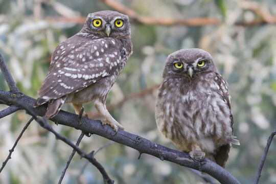 Two Little Owls (Athene noctua) perched together on a tree branch, looking toward the viewer.