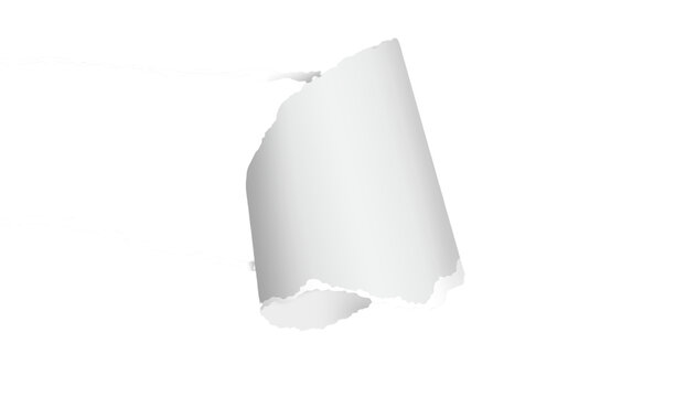 White paper curl roll with torn edge, transparent background PNG, rolled paper corner peel effect for mockups, presentations, banners and product display