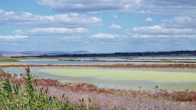 A wide panoramic view over coastal salt evaporation pans with colorful algae waters, blooming halophytes, and distant rolling hills beneath a scattered cloudy blue sky.