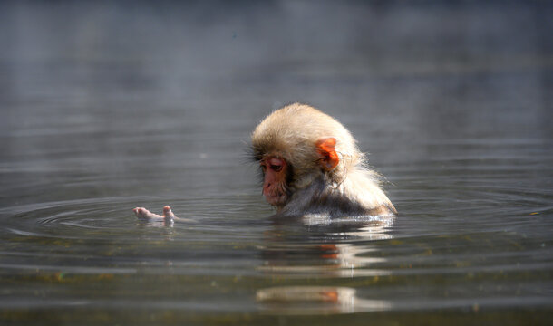 Jigokudani Monkey Park