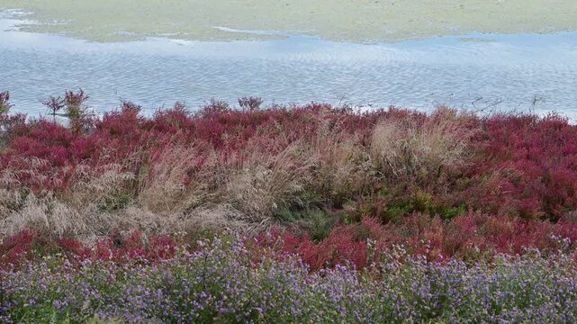 Vibrant purple sea asters and deep red halophyte glasswort shrubs line the water's edge of a coastal saline wetland lagoon