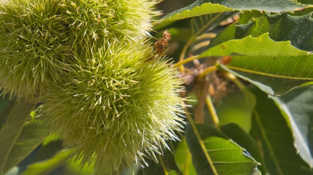 chestnut tree, green chestnut fruit