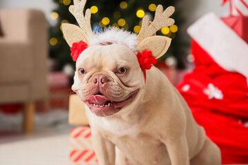 Christmas celebration and holiday spirit, French bulldog wearing reindeer antlers headband with festive lights and gifts in the background © Pixel-Shot