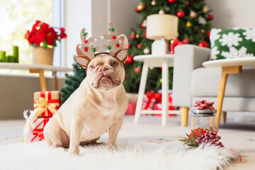 Christmas holiday celebration, French bulldog wearing reindeer antlers sitting in a cozy living room with festive decorations and gifts © Pixel-Shot