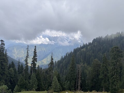 Landscape view of pine trees at Sri Paye, Shogran in Northern Areas of Pakistan