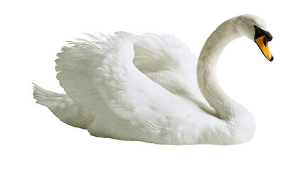 Elegant white mute swan with arched neck and fluffy plumage © Ludwig