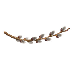 Pussy willow branch with catkins on a transparent background © GlebAbukan