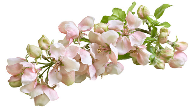 Delicate pale pink apple tree blossoms on a leafy branch